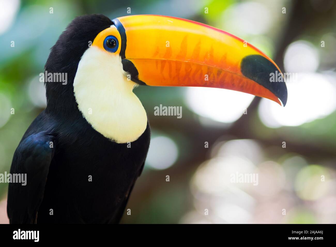 Exotische Brasilianische toucan Vogel in der natürlichen Einstellung in Foz Iguacu, Parana, Brasilien. Stockfoto