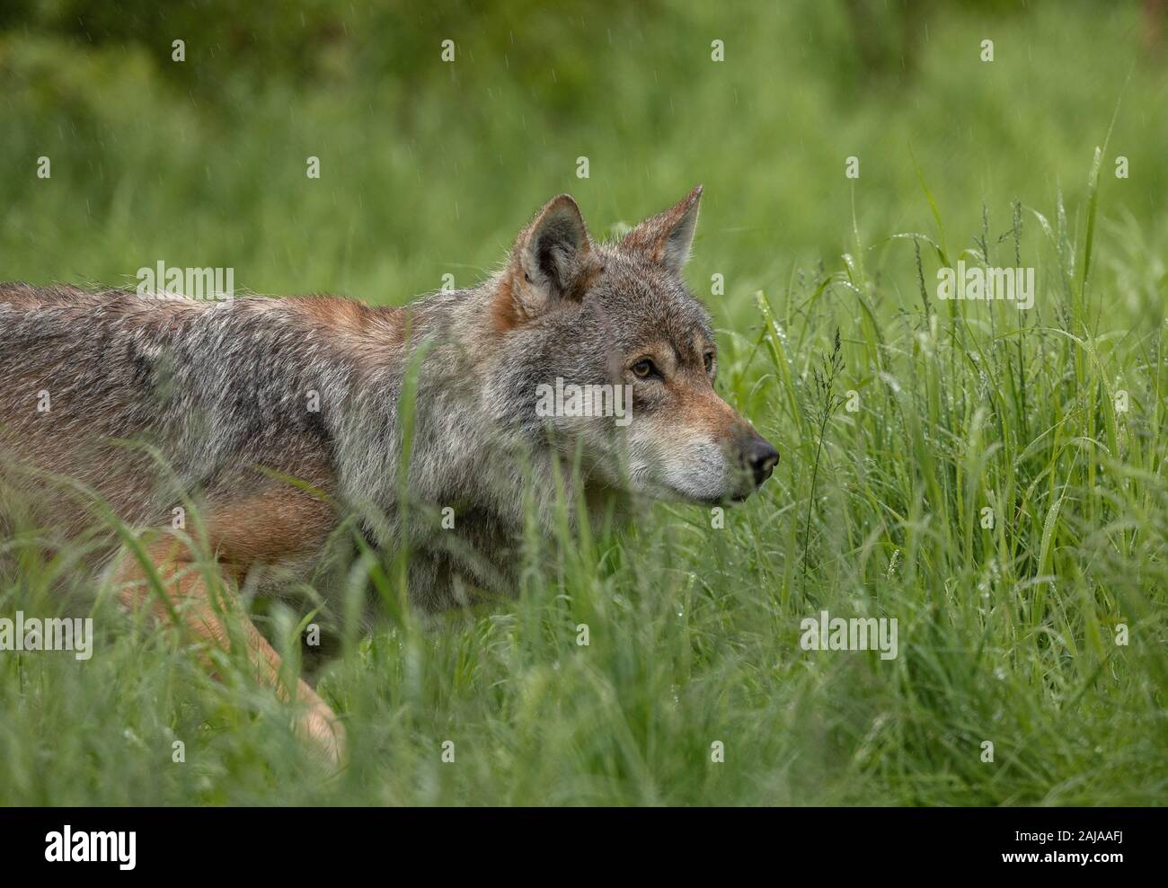 Männliche eurasischen Wolf, Canis lupus lupus, in seiner großen skandinavischen Form, in Birke Wald, Norwegen. Stockfoto