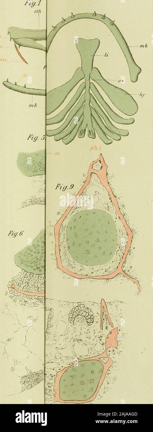 Jenaische Zeitschrift für Soziologie. CMatziorff del. Verl. v. Gustav Fischen Li*. AiBtv. C.C.Miül" r, JnBtr Jenaische Zeits Gr. m.. J. in der Walser del LiH). Ansf. v. E. Gilfsch. Jena. . Hnaische Zeitschrift Bd £ &? Gr. m. Stockfoto