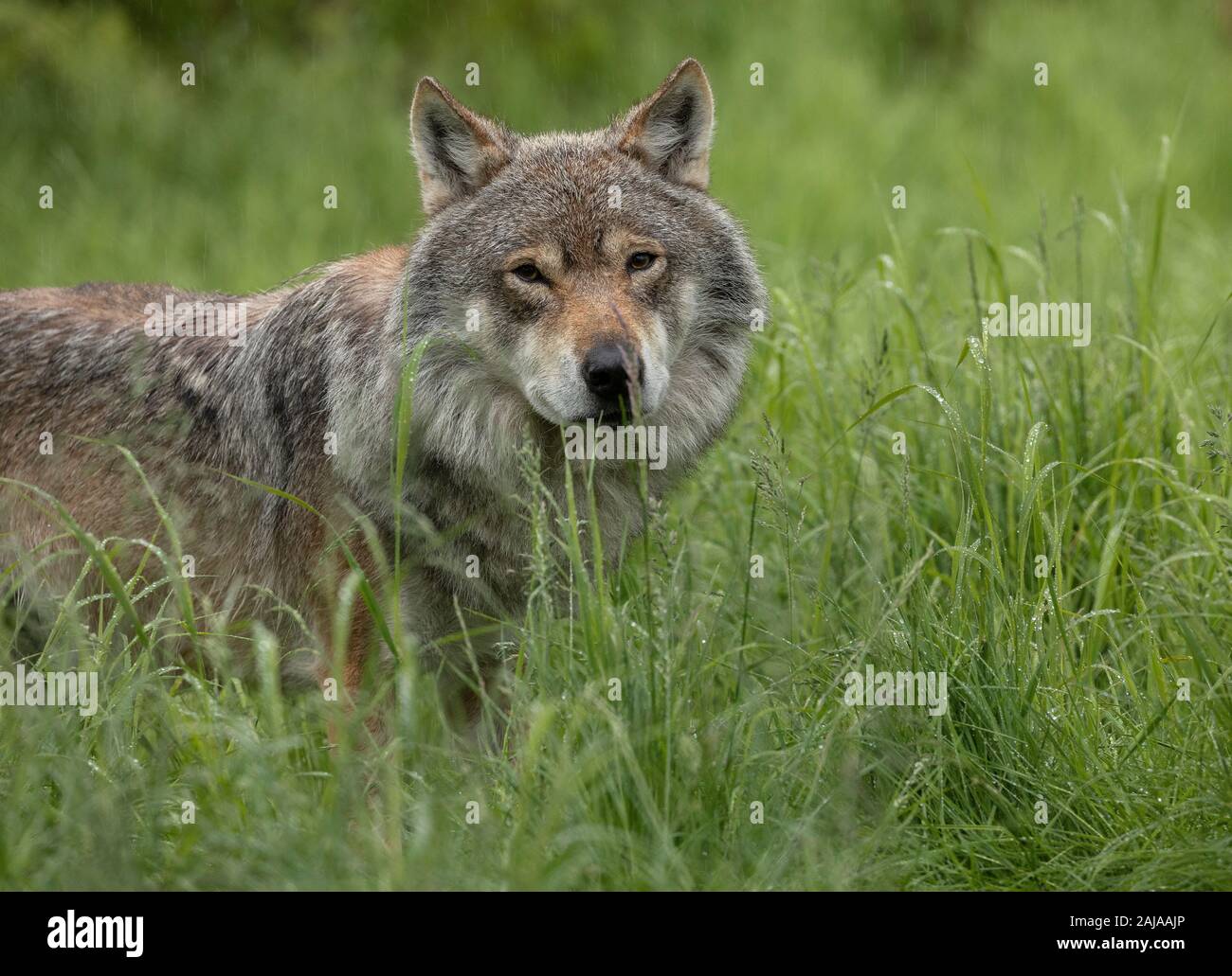 Männliche eurasischen Wolf, Canis lupus lupus, in seiner großen skandinavischen Form, in Birke Wald, Norwegen. Stockfoto
