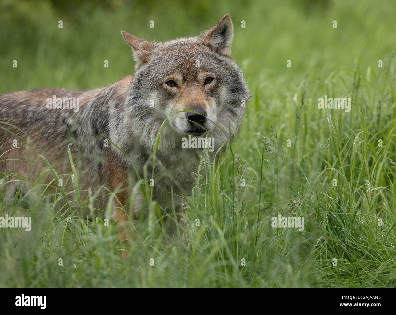 The eurasian wolf canis lupus lupus Fotos und Bildmaterial in hoher