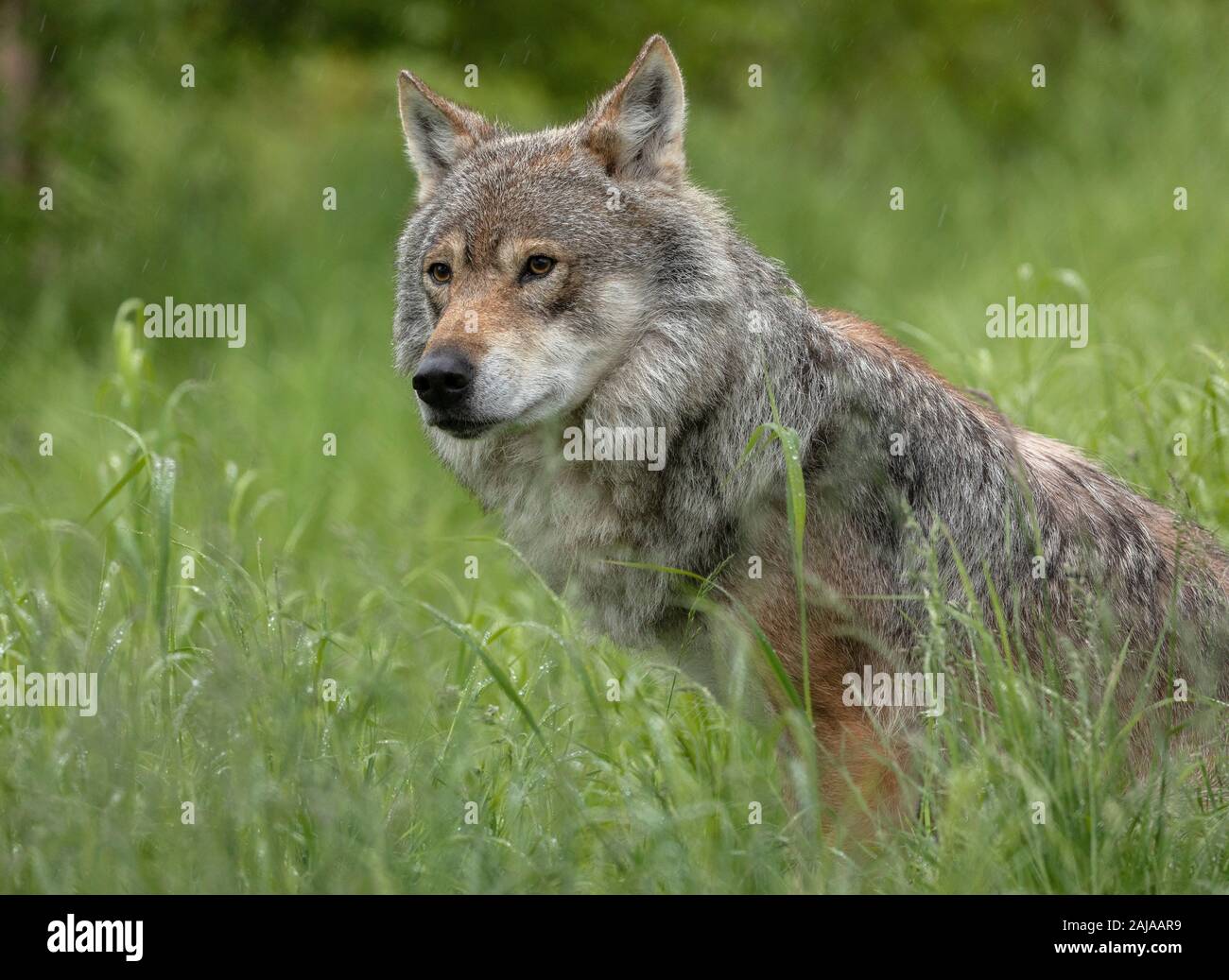 Männliche eurasischen Wolf, Canis lupus lupus, in seiner großen skandinavischen Form, in Birke Wald, Norwegen. Stockfoto
