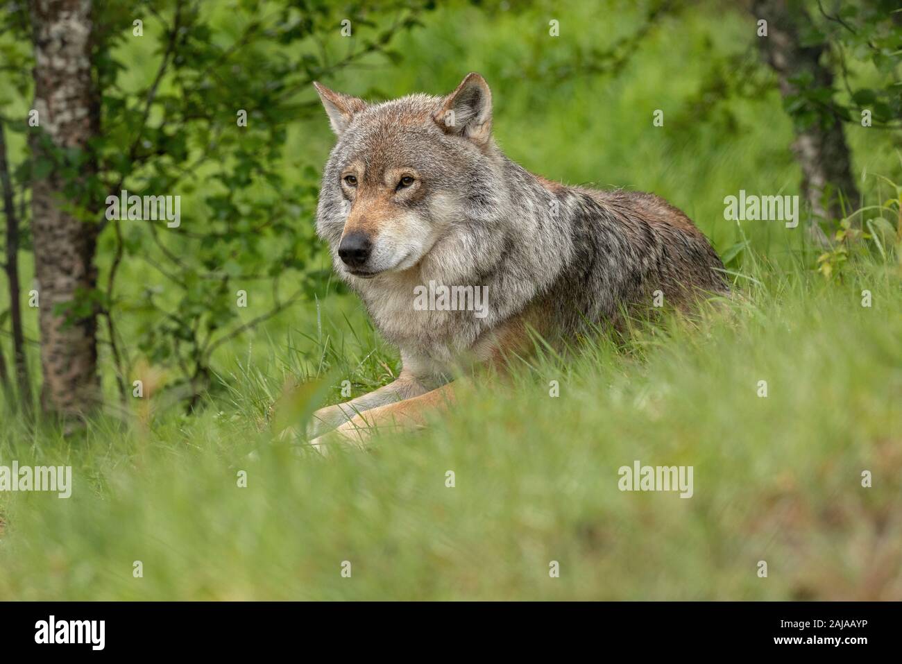 Männliche eurasischen Wolf, Canis lupus lupus, in seiner großen skandinavischen Form, in Birke Wald, Norwegen. Stockfoto