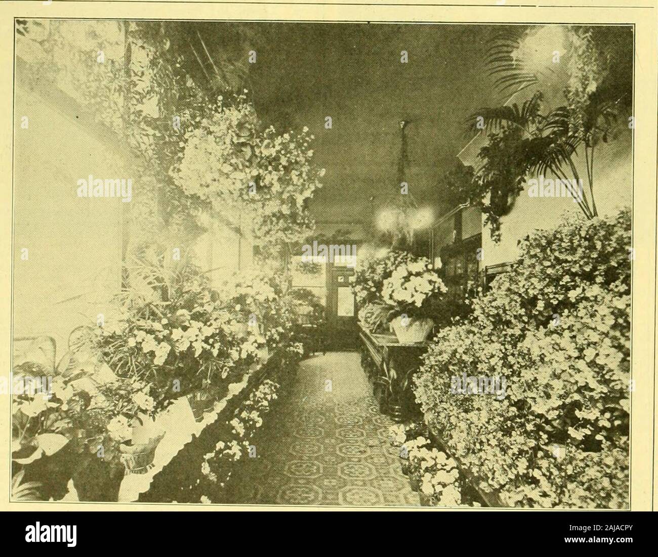 Austausch der Floristen': eine wöchentliche Medium der Interchange für Floristen, Baumschulen, seedsmen und der Handel im Allgemeinen. Es offensichtlich in der Erde, und das in einer Maßnahme, wird geliefert, die von der United Fruit Co.At presentthe Anbau von Bananen ist Dröhnte und - finanziell möchten sind in einer fairen Weise, ein Erfolg der Banane Kultur in großem Maßstab und auf wissenschaftliche Grundsätze zu machen. Dank wurde thedoctor für seine Adresse, die zugehört wurde durch-Out mit größter Aufmerksamkeit. Die interessantesten des Verfahrens bei thismeeting wurde eine Resolution einstimmig pased ag Stockfoto