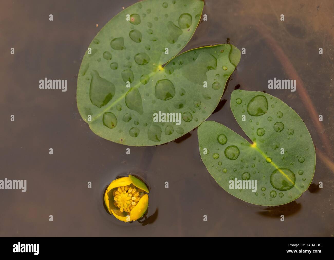 Mindestens Wasserlilie, Nuphar pumila, in oligotrophen Teich. Stockfoto