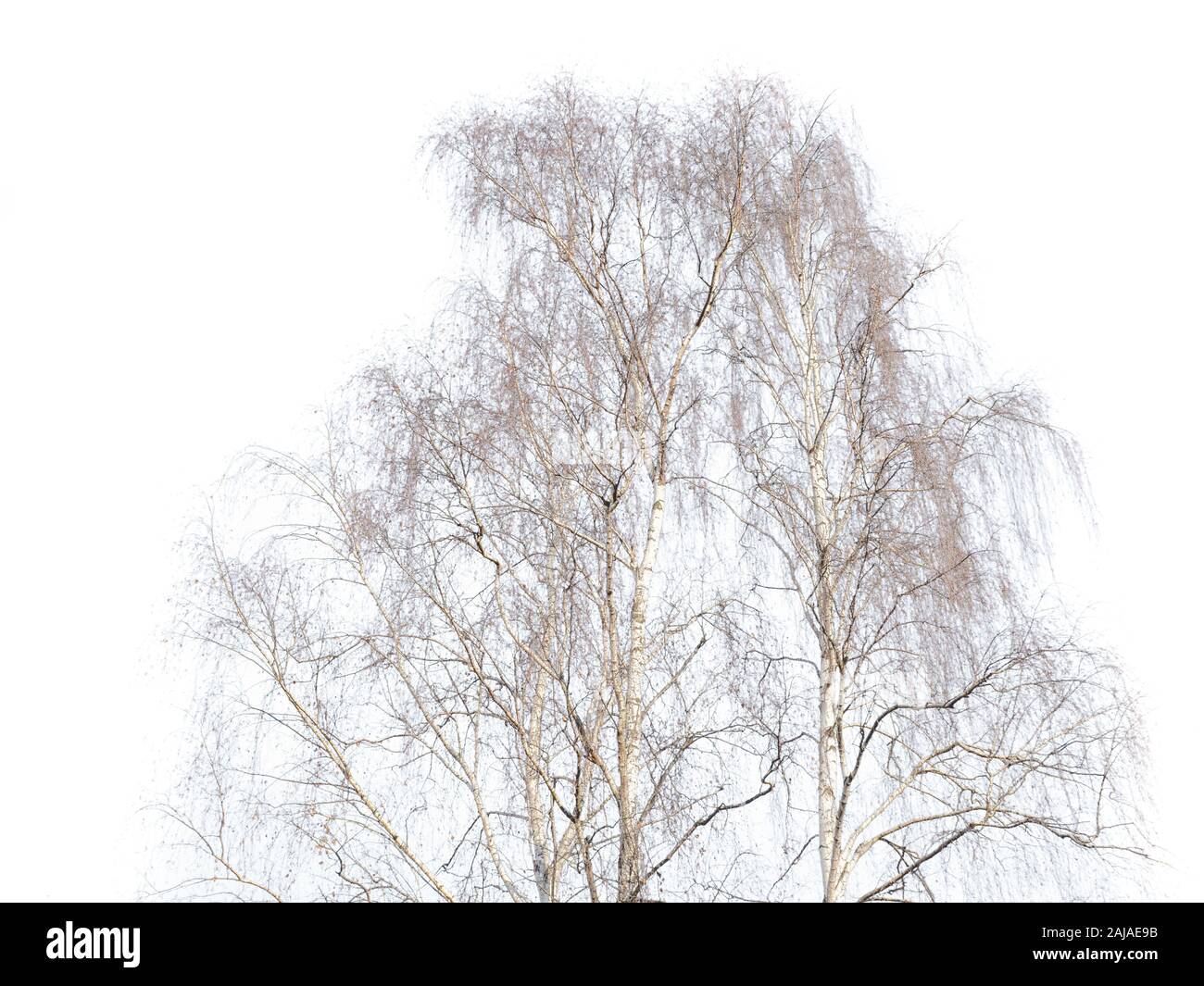 Birke im Winter auf weißem Hintergrund isoliert Stockfoto
