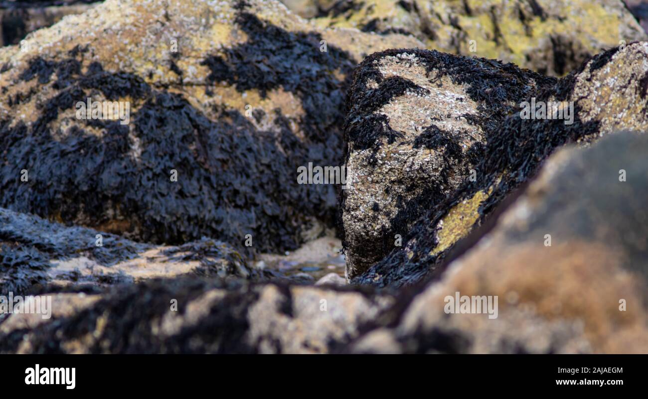 Eine Nahaufnahme von den Algen Festhalten an einem Bündel von Felsen Stockfoto