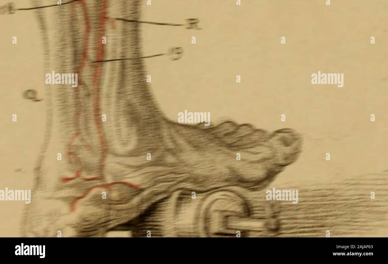 Gravuren der Arterien: Grundprinzip der zweite Band der Anatomie des menschlichen Körpers, durch j Bell; und dient als Einführung in die Chirurgie der Arterien. pudic Filiale auch. 6. Die externe Pudic Arterie. 7. Die Profunda. 8. Die interne Zirkumflex Arterie. 9. Die Profunda, tief in das Fleisch der Oberschenkel fortfahren, bevor es gibt dem perforat-ing Filialen Die Filialen der Profunda sind in der In-terstices der rectus und M. vastus Externus gesehen. 10. Die Femoralarterie, wo es liegt der Trizeps und M. vastus internus Muskel aufgerichtet, beforeit perforiert der Trizeps. 11, 12, 13. Stockfoto
