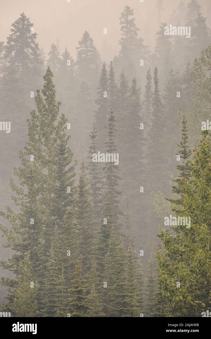 Rauch von einem nahe gelegenen Waldbrand umgibt immergrüne Bäume im Wald. Stockfoto