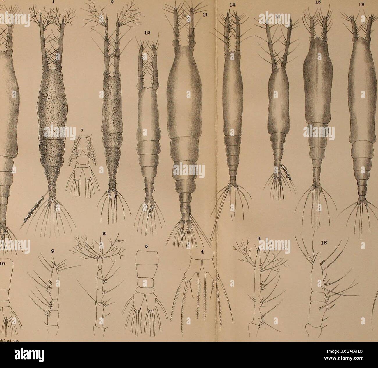 Hinweise auf einige seltene und interessante marine Krebstiere. 6. X53. X 79. X53. X53. X521. X781. X781. X781. X106. X106. X781. X781. X781. 261 Teil III - 20 - Zweiter Jahresbericht. Sphceronella Paradoxa, Han. Abb. 16. Weiblich, Seitenansicht Abb. 17. Weiblich, dorsal View Abb. 18. Antennule Abb. 19. Maxilliped Sphceronella callisomce, T. Scott, sp. n. Abb. 20. Weiblich, Seitenansicht Abb. 21. Weiblich, dorsal View Abb. 22. Antennule Abb. 23. Antenne. Abb. 24. Unterkiefer. Abb. 25. Oberkiefer. Abb. 26. Ersten maxilliped. Abb. 27. Zweite maxilliped Sphceronella cluthce, T. Scott, sp. n. Abb. 28. Weiblich, Seite Stockfoto