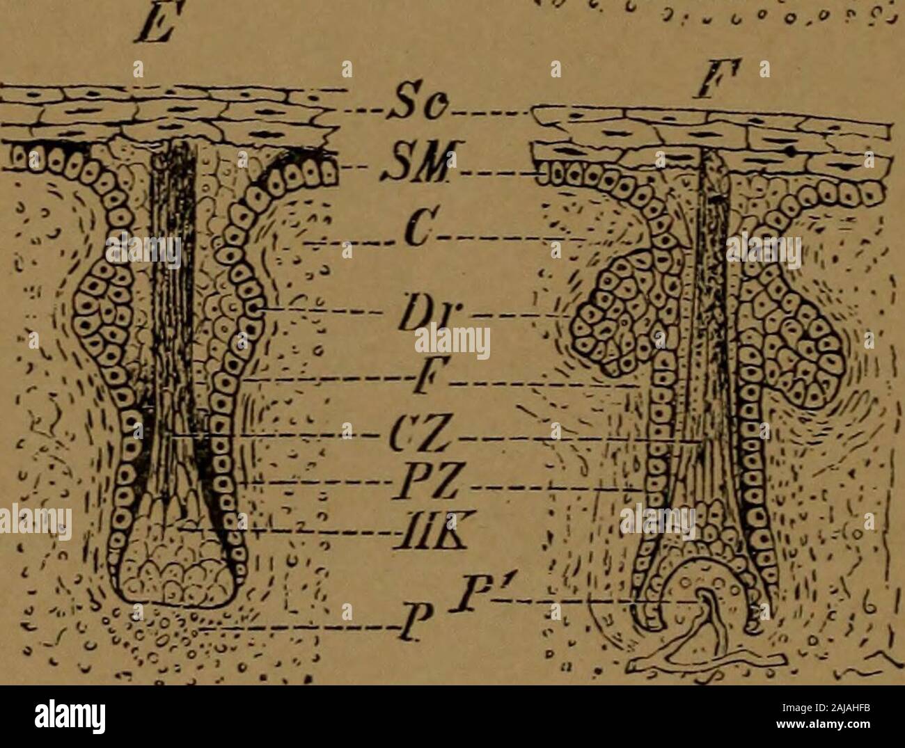 Ein Lehrbuch der zahnärztlichen Histologie und Embryologie, einschließlich Labor Richtungen. Entwicklung der Haare: £ c, Stratum corneum und Stratum malpighii; SM; C, derma; F, Follikel; Dr, talgdrüse; CZ, zentrale, PZ, peripheren Zone der Haare Keim; HK, Haar Knopf; P, Anfang der Bildung der Haarpapille; P, in einem späteren Stadium, wenn Es ofdevelopment Vaskuläre geworden ist. (Wiedersheim, vergleichende Anatomie ofVertebrates.) homologe der dermalen Schuppen bestimmter Fische, und Andie anhangsgebilde der Haut, wie die Haare und Nägel, becausethey sind ähnlich strukturiert und Herkunft (Platte I). Komp Stockfoto
