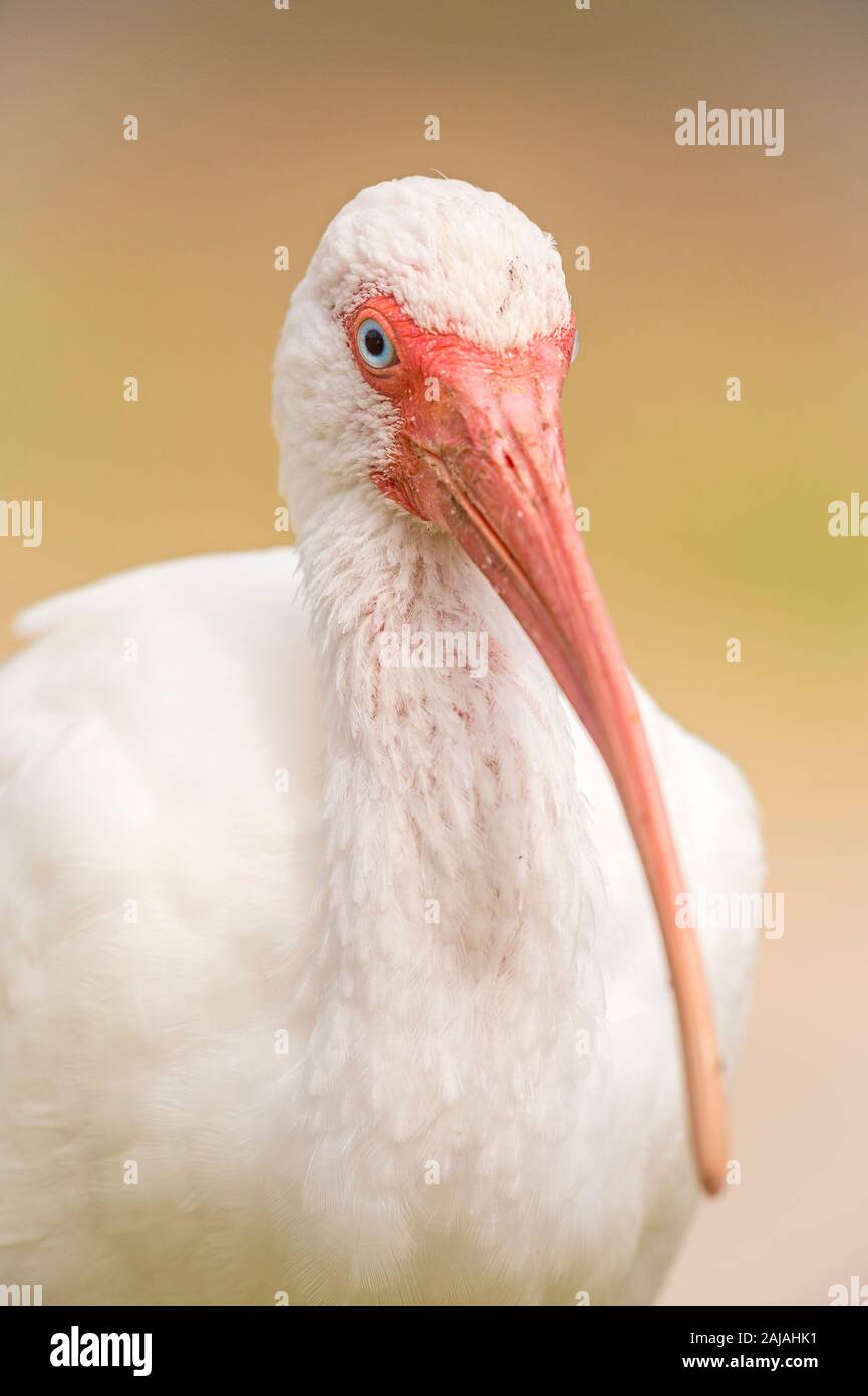 Eine weiße Ibis (Eudocimus albus) für ein Portrait an einem bewölkten Tag im lafreniere Park in Metairie, Louisiana Posen. Stockfoto