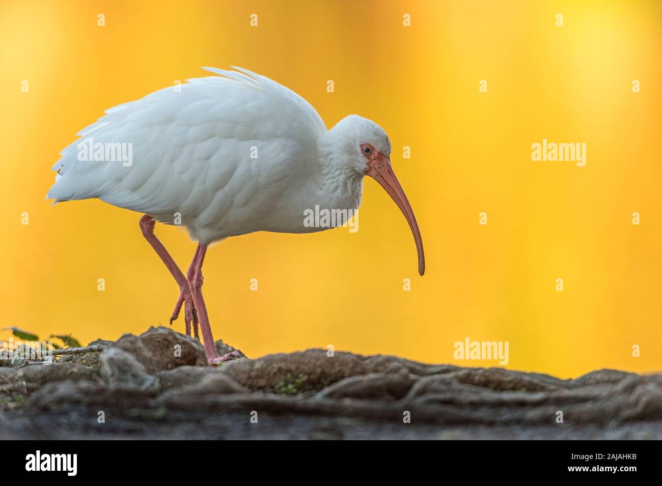 Eine weiße Ibis (Eudocimus albus) Spaziergänge entlang der Kante von einem Teich voller das reflektierte Licht der untergehenden Sonne in New Orleans, Louisiana. Stockfoto