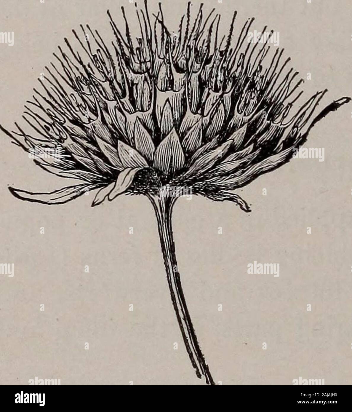 Elementare Botanik.es der Skalen. Vii. Die Frucht von Farnen, Moosen, etc. 890. Der Begriff Obst ist oft im Allgemeinen angewandt oder Bevölkerung lar Sinn zu den Gruppen der spore-produzierenden Körper der Farne (jriiit-Punkte oder Sori), die spore - Kapseln von Moosen und Lebermoose, andalso auf die Frucht-Körper oder Sporen tragende Teile, der Pilze andalgae. Kapitel XLV. Samenverbreitung. 891. Mittel für die Verbreitung der Samen. - Im Spätsommer oder autumna Spaziergang im Wald oder auf dem Feld oft überzeugt uns der Vollkommenheit und Varietyof Mittel, mit denen die Pflanzen für die Verbreitung der theirseeds, insbesondere zur Verfügung gestellt werden Stockfoto