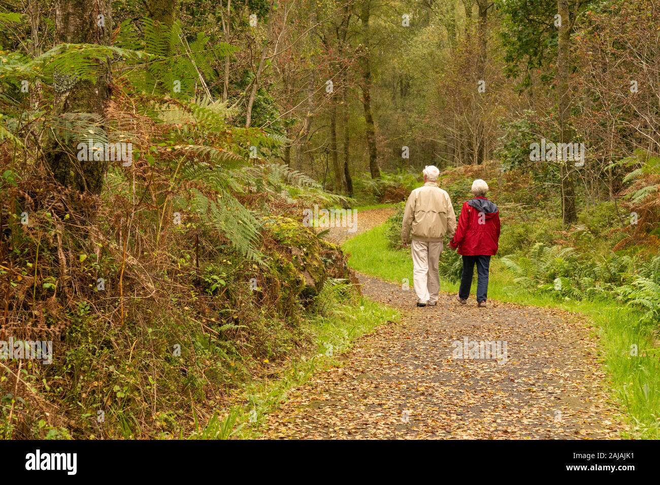 Ältere Paare halten sich an den Händen zu Fuß auf Fußweg durch den Wald Bäume im Spätsommer - Schottland, Großbritannien Stockfoto