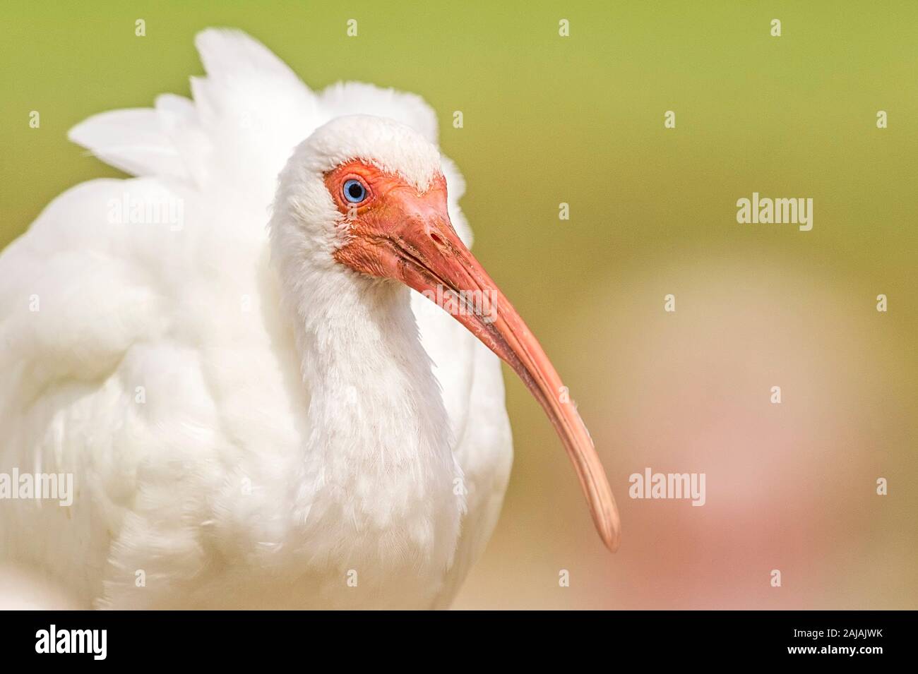 Ein Porträt von einem weißen Ibis (Eudocimus albus) in Metairie, Louisiana. Stockfoto