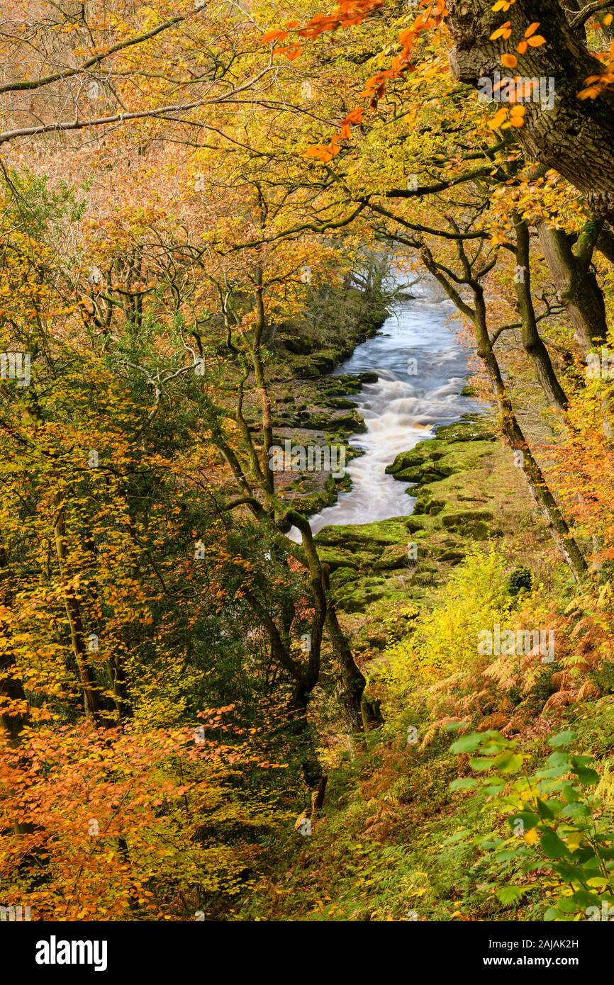 Hohe Ansehen des fließenden Wassers von River Wharfe in das malerische Tal & Herbst Farben von Strid Holz Bäume - Bolton Abbey Estate, Yorkshire Dales, England, UK. Stockfoto