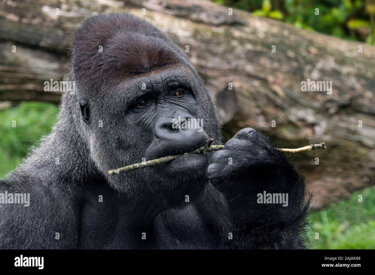 Westlicher Flachlandgorilla (Gorilla gorilla Gorilla) close-up der männlichen silverback Kauen auf Zweig Stockfoto