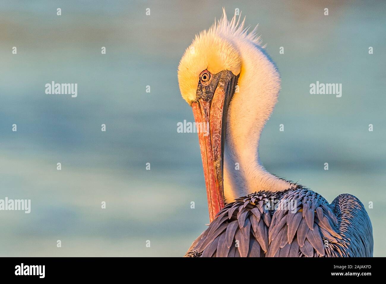 Der Braunpelikan (Pelecanus occidentalis) preens seine Federn im warmen Licht der untergehenden Sonne in New Orleans, Louisiana. Stockfoto