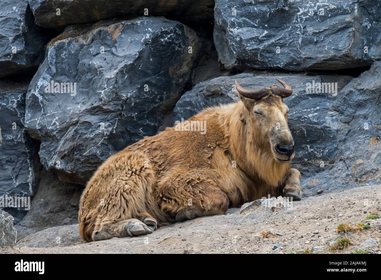 Goldene takin (Budorcas taxicolor bedfordi) im Zoo erholen, die ursprünglich aus der Volksrepublik China und Bhutan Stockfoto