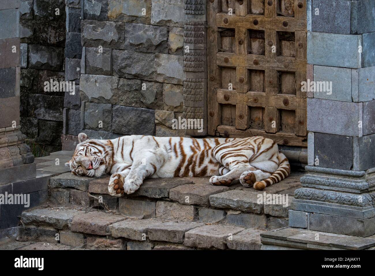 Weißer Tiger/gebleicht Tiger (Panthera tigris) Pigmentierung Variante des Bengalischen Tiger, Ruhe vor Temple, beheimatet in Indien Stockfoto