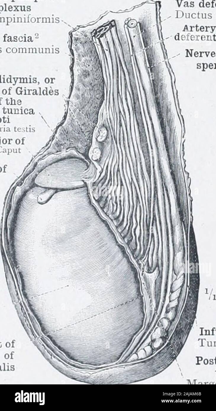 Ein Atlas der menschlichen Anatomie für Studenten und Ärzte. g. epididymidis inferiusExternal Oberfläche des testicleTestis (facies lateralis) Abb. 848. - Der linke Hoden mit Nebenhoden, die Infundibuliform Stoßfänger und dem ParietalLayer der Tunica vaginalis (Tunica VaginalisScroti) aufgeteilt worden. Aus gesehen. Abb. S49. - Der linke Hoden mit Nebenhoden, diese ein wenig nach hinten gezogen wird. TheInfundibuliform Faszie und die PARIETALE LayerOF die Tunica vaginalis (Tunica vaginalis Scroti) aufgeteilt wurden. Von Außen gesehen. Spermatic oder pampini-form plexusPlexus pampi Stockfoto