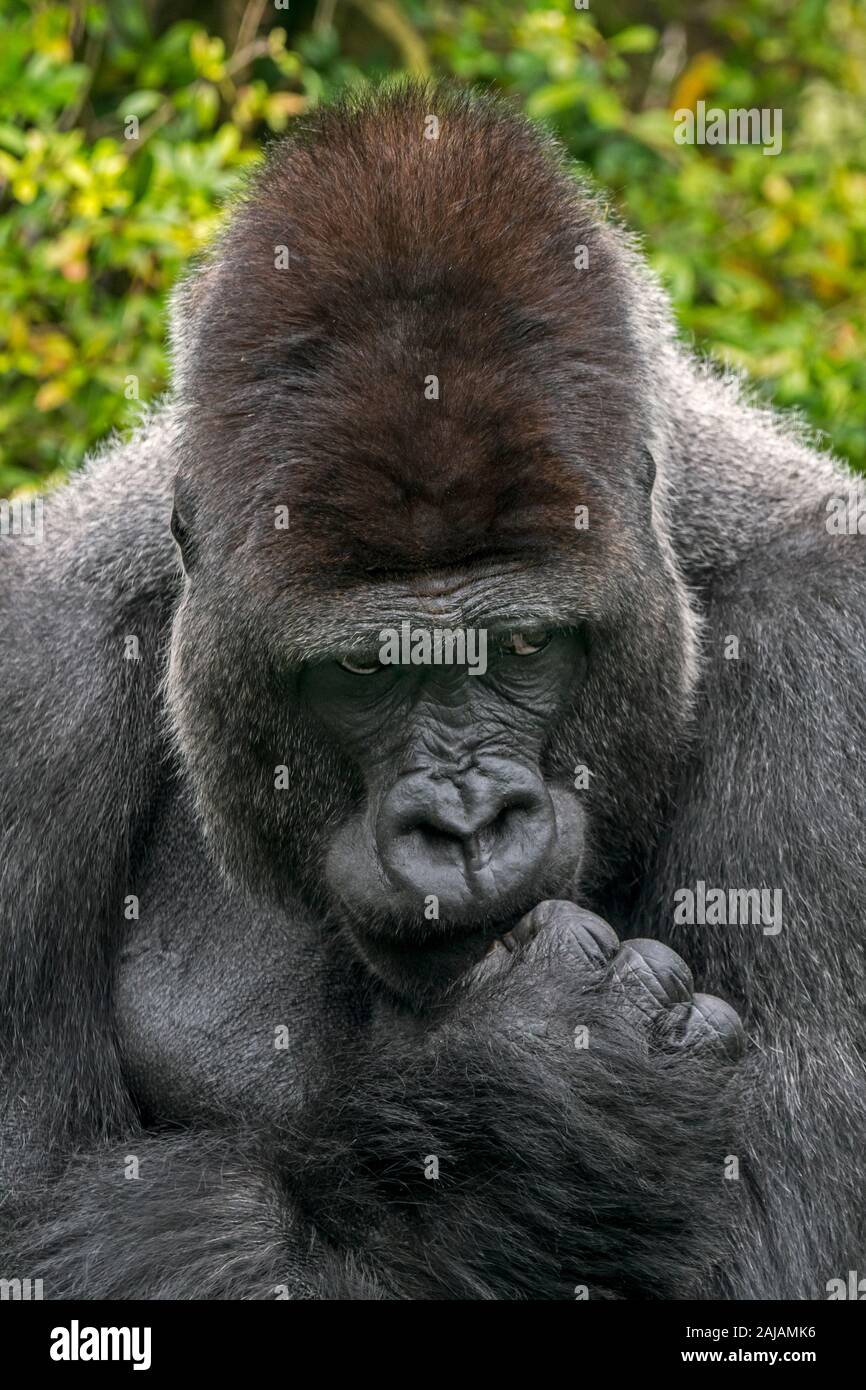 Westlicher Flachlandgorilla (Gorilla gorilla Gorilla) Close-up Portrait von männlichen silverback Weiße der Augen als Tief in Gedanken Stockfoto