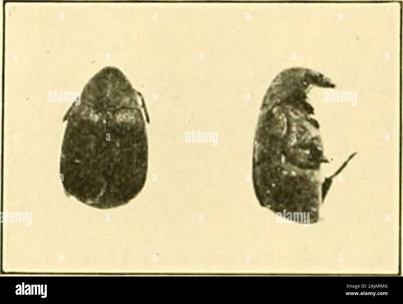 Insekten schädigen gespeichert Nahrungsmittel in Connecticut. Abbildung 4. Pea Rüsselkäfer, erwachsene Käfer, vier Mal vergrößert. tive Immunität von Angriff, aber in der Schriftsteller Erfahrung lateplanted Erbsen selten produzieren eine zufriedenstellende Ernte hier. Daher itis besser den Samen bald nach der Ernte zu behandeln, und in Pflanzungen den makeallowance für einen bestimmten Prozentsatz der verletzten Saatgut. Dieses Insekt ist in Abbildung 4 dargestellt. Die gemeinsame Bean Rüsselkäfer, Bruchus obtectus sagen. Das ist wahrscheinlich der größte Feind der Bohnen in Connecticut. Und zwar in der Größe etwas kleiner als der Erbse Rüsselkäfer und. Abbildung 5. Gewöhnliche Bohne wee-vil. Nach Zuckerrüben Stockfoto