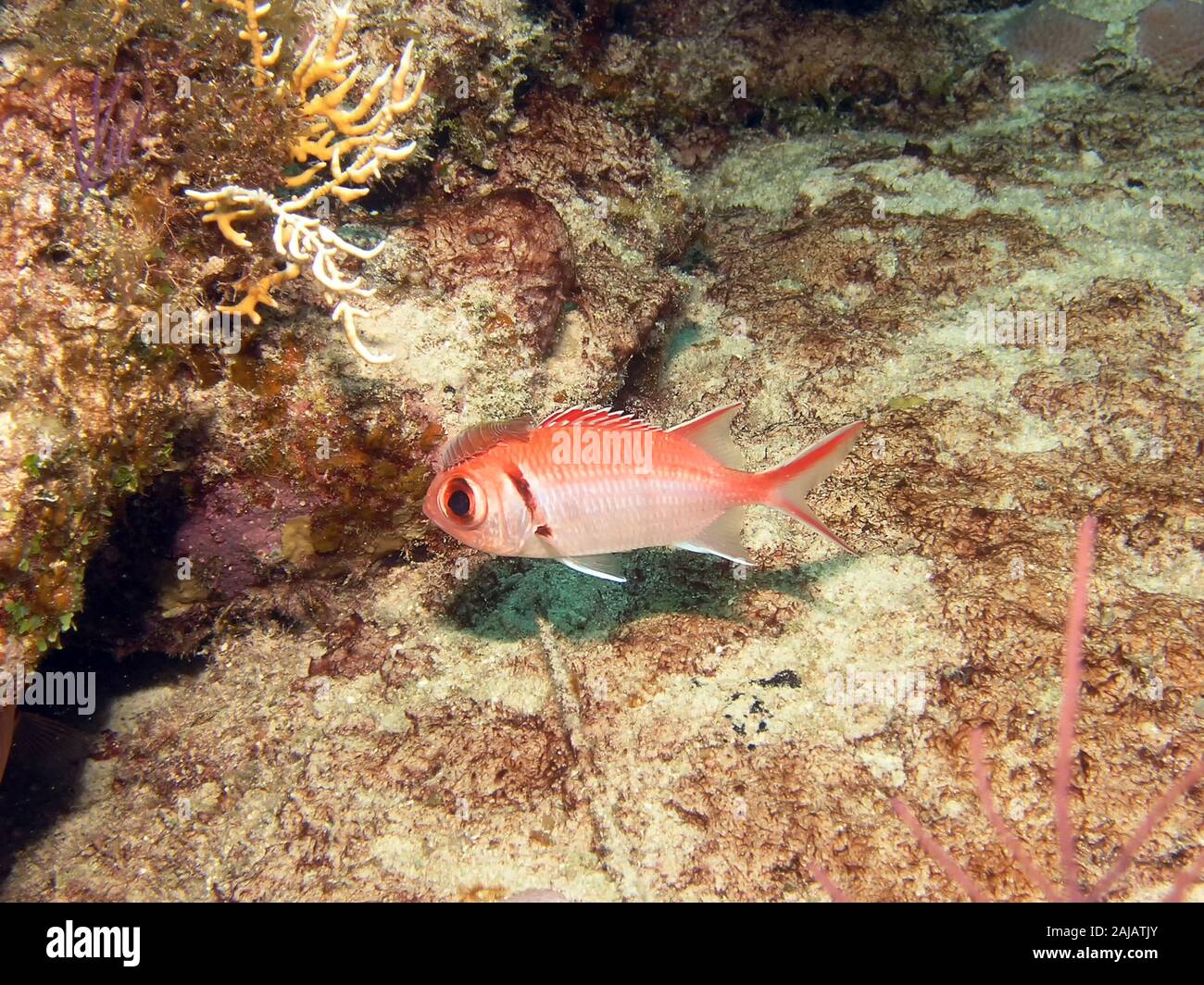 Eine Blackbar Soldierfish (Myripristis jacobus) mit einem isopod Parasit Stockfoto