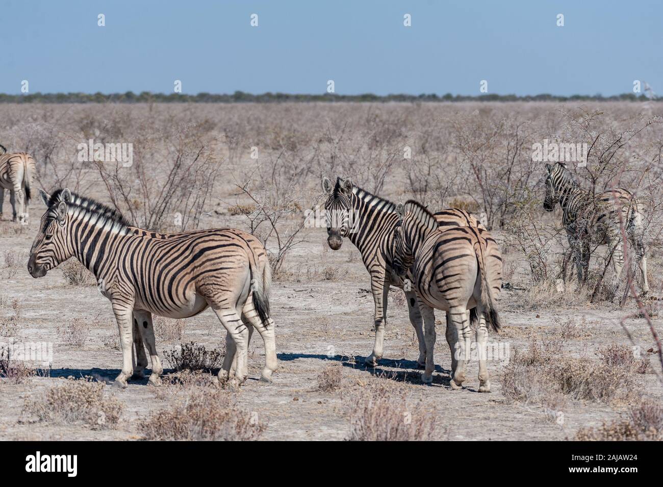 Eine Gruppe von Burchell's Zebra Gefilde - Equus quagga burchelli - in unmittelbarer Nähe zueinander auf den Ebenen der Etosha Nationalpark, Namibia. Stockfoto