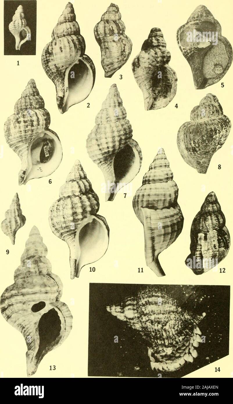 Bulletins der amerikanischen Paläontologie. Bull. Amer. Paleont., Vol.56 Platte 46. Cymatiid Meeresschnecken: Smith 565 Erläuterung der Platte 46 Abbildung auf Seite 1. Fusitriton oregonensis (Redfield) 485 LACM 62. Pleistocene, San Pedro, Kalifornien. Juvenile withplicate Blende und protoconch; (1,75 cm hoch). 2. Fusitriton oregonensis (Redfield) 485 LSJU 9965. Die jüngsten, Monterey Bay, Kalifornien. (10,8 cm hoch). vgl. Wirtel Umrisse und Säule in Abbn. 2, 6. (Berry Colin. Nr. 508) 3,4. Fusitriton sp. ? Aff. F. oregonensis (Redfield) 503 USNM 646416. Miozän, Middleton Island, Alaska. Seite apertural Ansichten, Grob, Stockfoto