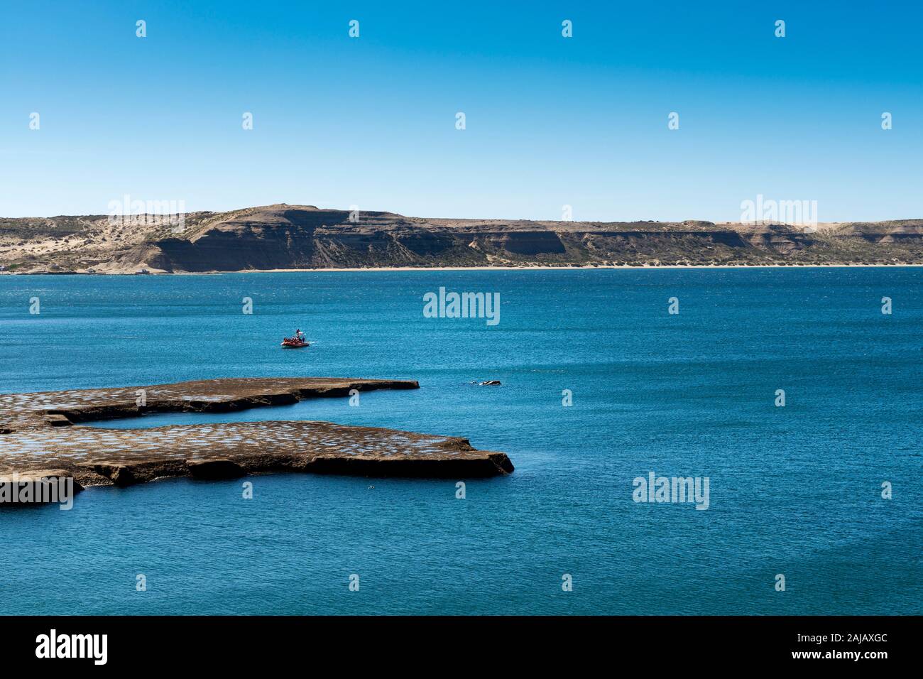 Boote mit Touristen beobachten Südlichen Glattwale auf der Halbinsel Valdes in Argentinien. Stockfoto