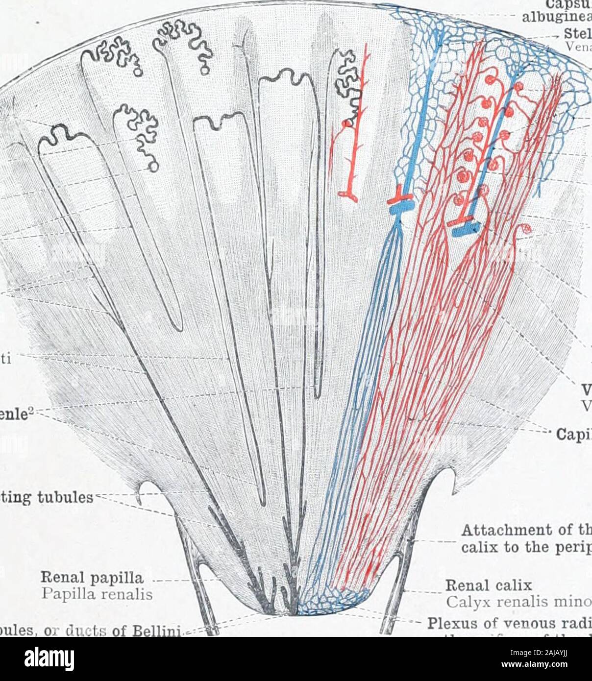 Ein Atlas der menschlichen Anatomie für Studenten und Ärzte. Ich
