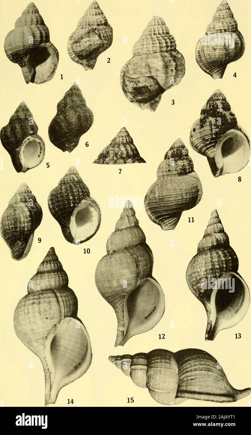 Bulletins der amerikanischen Paläontologie. 2 cm hoch). (Berry Colin.) 9,10. Priene scabra (König) 512 Muster in die Sammlung des Montemar Marine Station, Vina Del Mar, Chile. Die jüngsten, die Bucht von Valparaiso, Chile. Seite apertural Blick auf Proben mit kleinen excurrent Kerbeund typische plicate Aperture; (5,8 cm hoch). 11. Priene scabra (König) 512 LSJU 9982/. Die jüngsten, Talcahuano, Chile. Abapertural anzeigen. (6,9 cm hoch). (Berry Colin.) 12.15. Fusitriton cancellatus murrayi (Smith) 480 USNM 206005. Die jüngsten, Agulhas Bank, aus Südafrika. Shell in apertural angezeigt und leben Position; (9,5 cm hoch). Vgl. scul Stockfoto