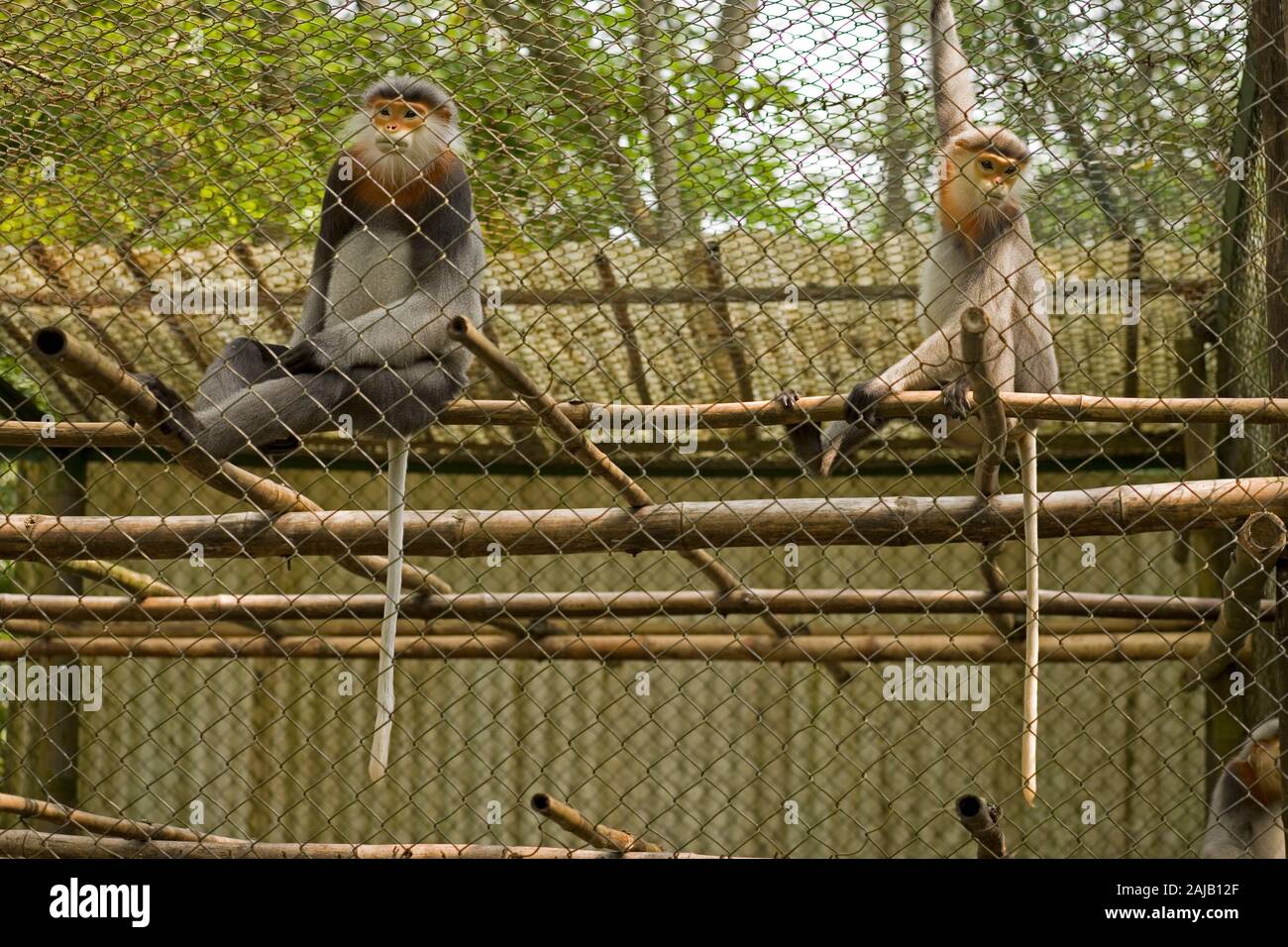 Grau-SHANKED LES MARINES LANGURS cinereus Pygathrix beschlagnahmt geschmuggelten Tiere zusammen für eine Zucht in Gefangenschaft Programm an der Cuc Phuong National gebracht Stockfoto