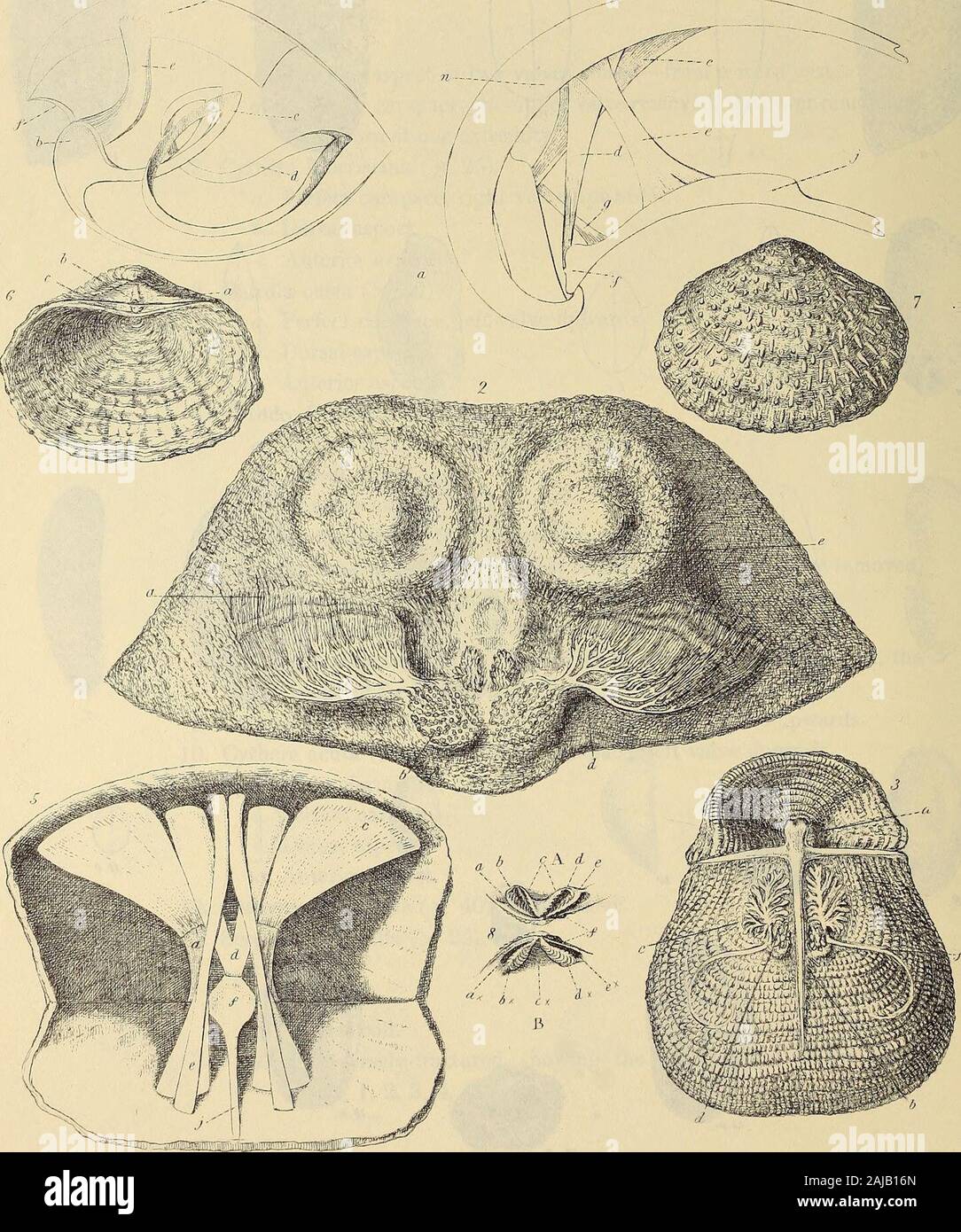 Monographie der Paleontographical Gesellschaft. 13 & MeiiM. .. AvlJk&gt; iri^ T. XIX ein HS, iirri&gt; v./• PLATTE XIX. Abb. 1. Ranee strigocephalus Burtini, Def. Diagramm eines Längsschnitt, die die internen Strukturen: a, ventralen mittlere Platte; b, cruralbase; c, crura der Schleife; d, Loop; e, Kardinal muscularfulcrum;/, Lage des Foramen in der Gegend. Die ursprüngliche Probe ist aus dem Devon System der theEifel. 2. Productus giganteus, il/"r^"; 2. Der große Ventil gegossen, natürliche Größe: a, Impressionen von der überlegenen pedicle Muskeln; h, dito von cardinalmuscles; c, dito von Va Stockfoto