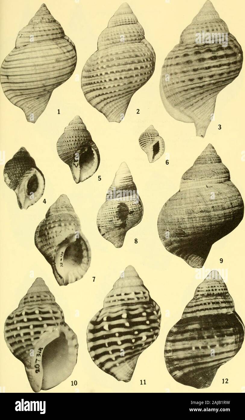 Bulletins der amerikanischen Paläontologie. uvenile angezeigt verdickte äußere Lippe, kleine Blendenöffnung; (2 cm hoch). 7. Argobuccinum argus (Gmelin) 458 ANSP 211688. Die jüngsten. Paternoster, Saldanah Bay, Südafrika. Apertural Blick auf schlanke Variante; (6,7 cm hoch). 8. Argobuccinum tristanense Dell 466 LSJU 9975. Die jüngsten, Gough Island, z^tlantic Ozean. Abapertural Sicht mit feinen Skulpturen, dünne perios - tracum und hohe - spired Umrisse von Erwachsenen Muster; (6,4 cmhigh). 9. Argobuccinum ranelliforme (König) 462 LSJU9976. Die jüngsten, Off, Magallanes in Punta Arenas, Chile. Abapertural Blick auf tumid, fein modellierte fo Stockfoto