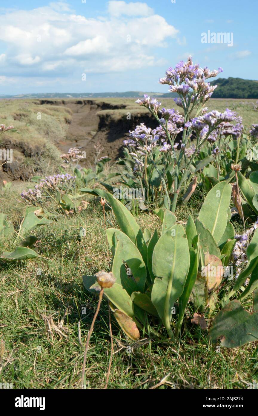Gemeinsame Strandflieder (Limonium vulgare) Blüte auf einem saltmarsh, Gower, Wales, UK, August. Stockfoto