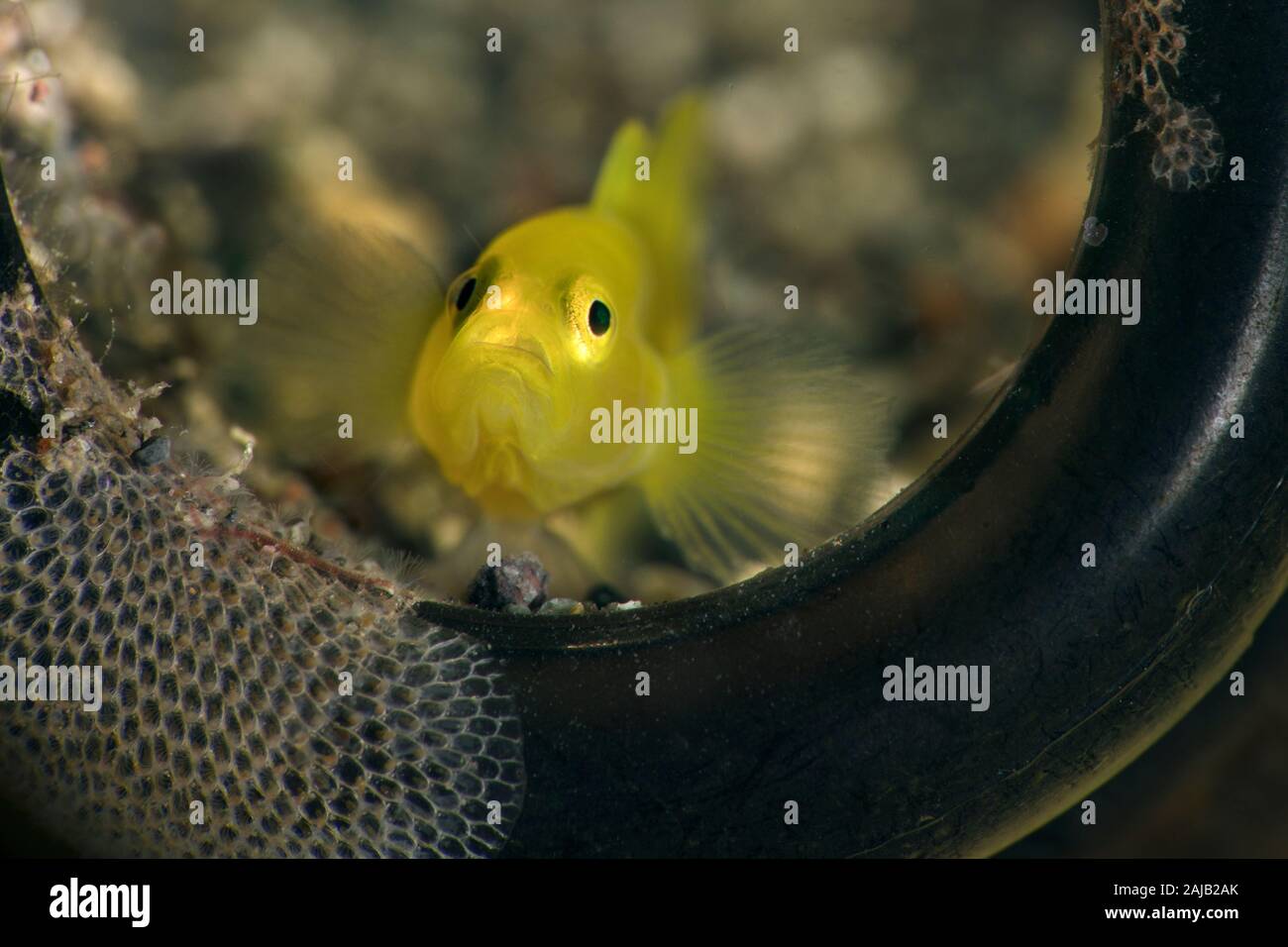 Zitrone Grundeln (Lubricogobius exiguus). Unterwasser Makrofotografie von Anilao, Philippinen Stockfoto