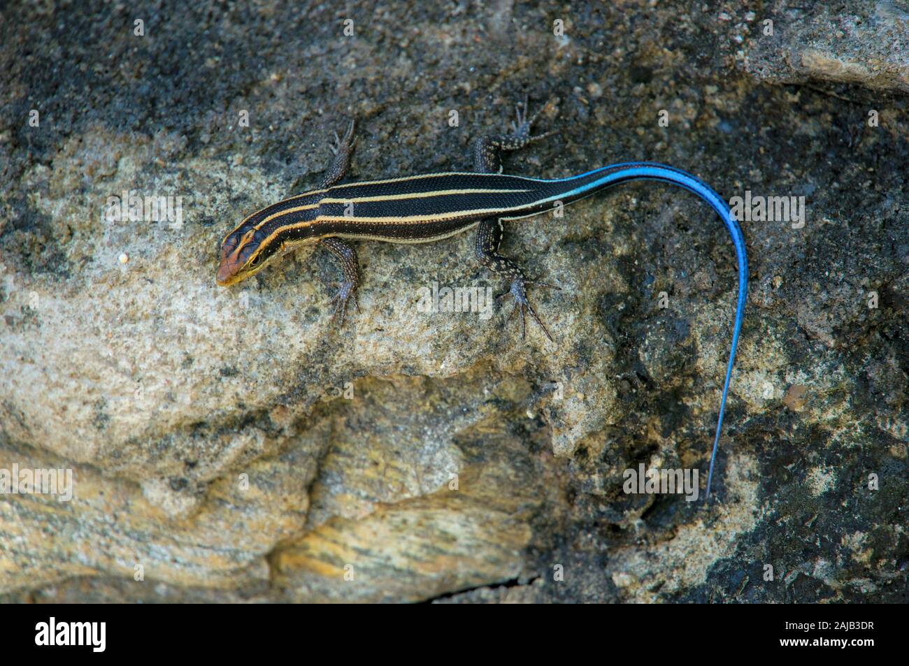 Blue tailed Skink Mabuya Stockfoto