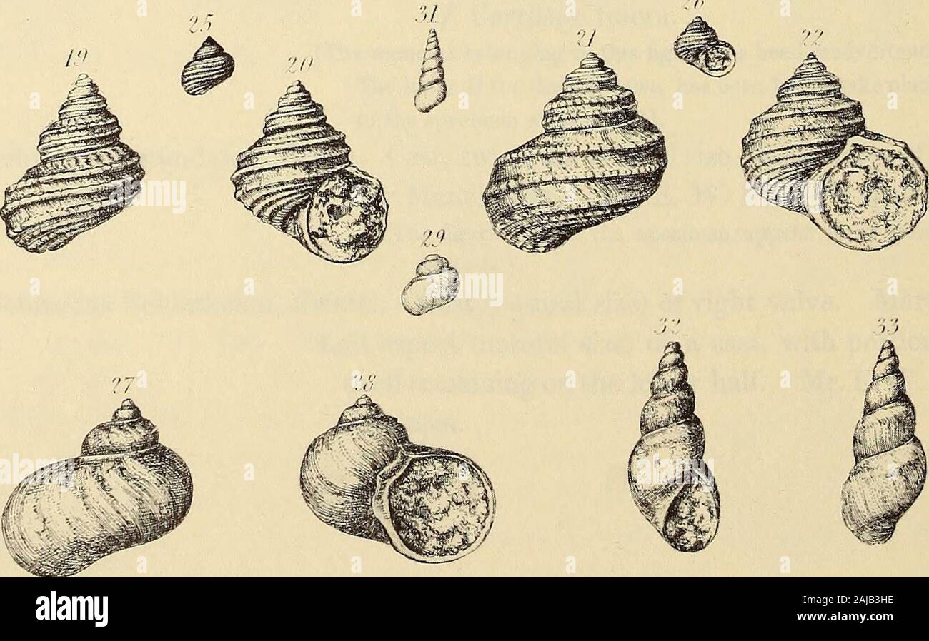 Monographie der Paleontographical Gesellschaft. (, H Srmr/^i-iin PLATTE XVI. Abb. 1. Astarte Vallisneriana, Xi??^^. Guttapercha Besetzung des Rechtes Ventil, natürliche Größe. Das Original ist von Whitley. 2. Astarte Tunstallensis, König. Das rechte Ventil (doppelt so hoch wie die natürliche Größe) eines testiferous Muster. Tunstall Hill. 3. AUerisma elegans, König. Rechts Aspekt einer Cast (natürliche Größe), die die Widerrufsbelehrung des anterioren und posterioren Adduktormuskeln {a und h); und (c) in der pallial Linie. HumbletonHill. 4. -- Umbonal Aspekt (natürliche Größe) eines geworfen. Humbleton Hill. Zugehörigkeit von Herrn J. de C. Sowerby. 5. Stockfoto