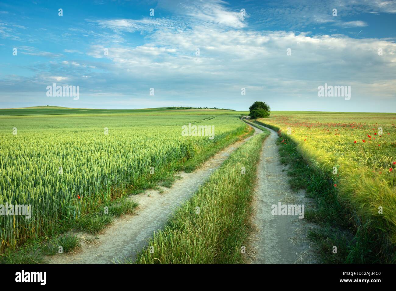 Ein langer Weg durch Felder mit grünen und gelben Korn, Wolken und Himmel Stockfoto