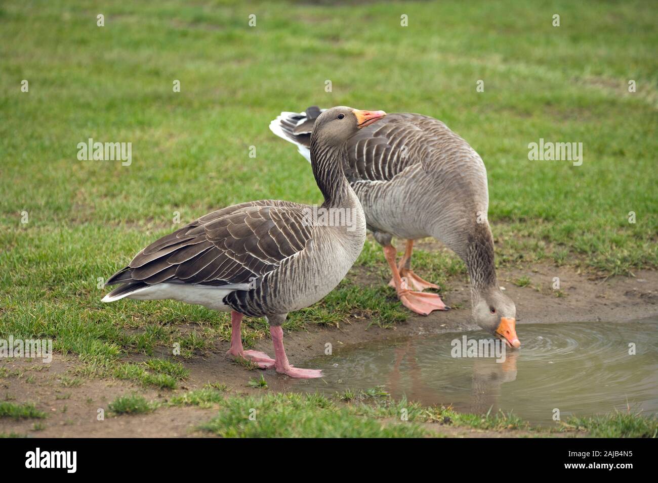 Graylack GÄNSE Anser Anser. NB Unterschied in der Beinfarbe zwischen Vögeln. Rosa und Orange. Linkes Beispiel die westliche, rechte, östliche A. a. Rubrirostris. GROSSBRITANNIEN Stockfoto