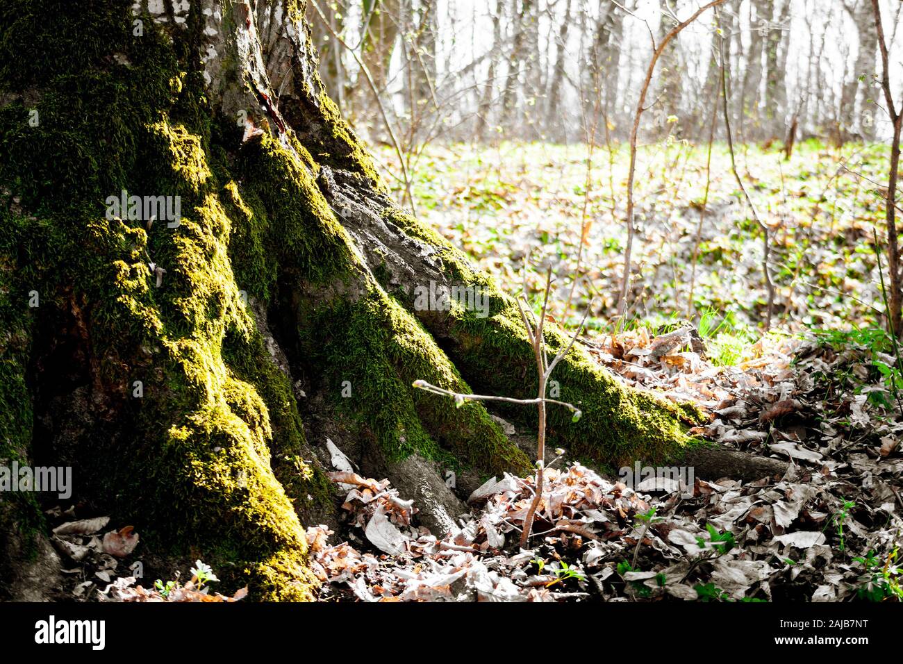 Die Wurzeln der alten Baum mit Moos im Frühjahr Wald bedeckt. Märchenwald Konzept. Holosiivskyi Nationalpark in Kiew, Ukraine Stockfoto