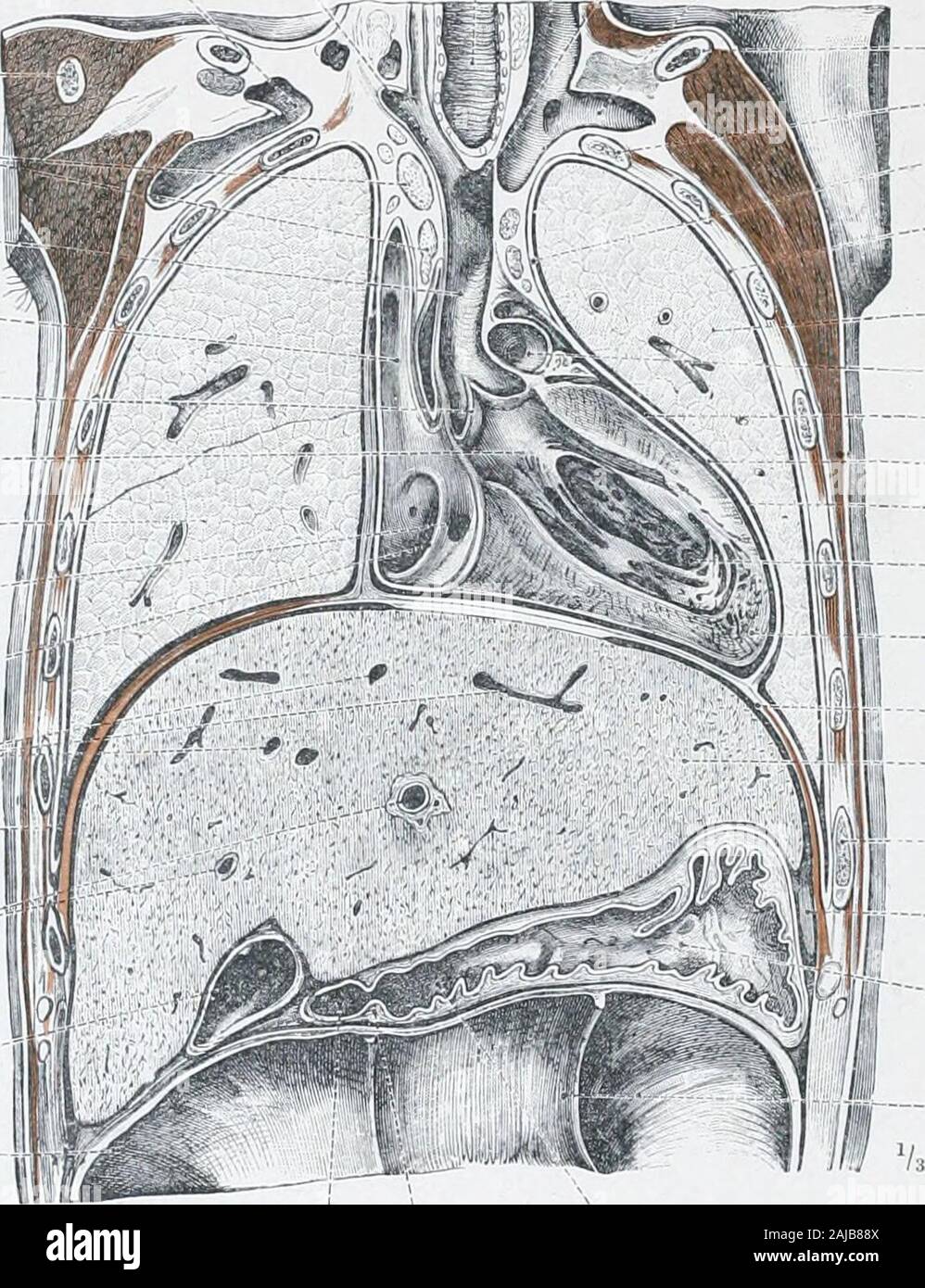 Ein Atlas der menschlichen Anatomie für Studenten und Ärzte. {Siehe ...