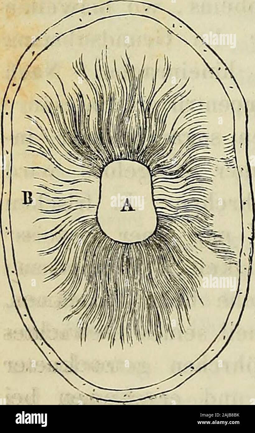 Handbuch der allgemeinen und Speciellen Gewebelehre des menschlichen Körpers für Ärzte und Studierende. t-Mann ein einerganzen Röhre in der Regel drei Biegungs-stellen, und ausserdem zahlreiche kleinereKrümmungen, welche in dem einen Zahnmehr, in dem Berlin weniger ausgespro-chen sind. Der Verlauf der Zahnröhrchenist ferner durch zahlreiche Theilungen aus-gezeichnet. Dieselben treten entweder alsBifurkaüonen auf, welche sich von demCentralcanal bis zur Peripherie mit derentsprechenden Verringerung des Lumensmehrmals wiederholen, so dass ein in denCentralcanal mündendes stärkeres Röhr-chen, sterben Stockfoto