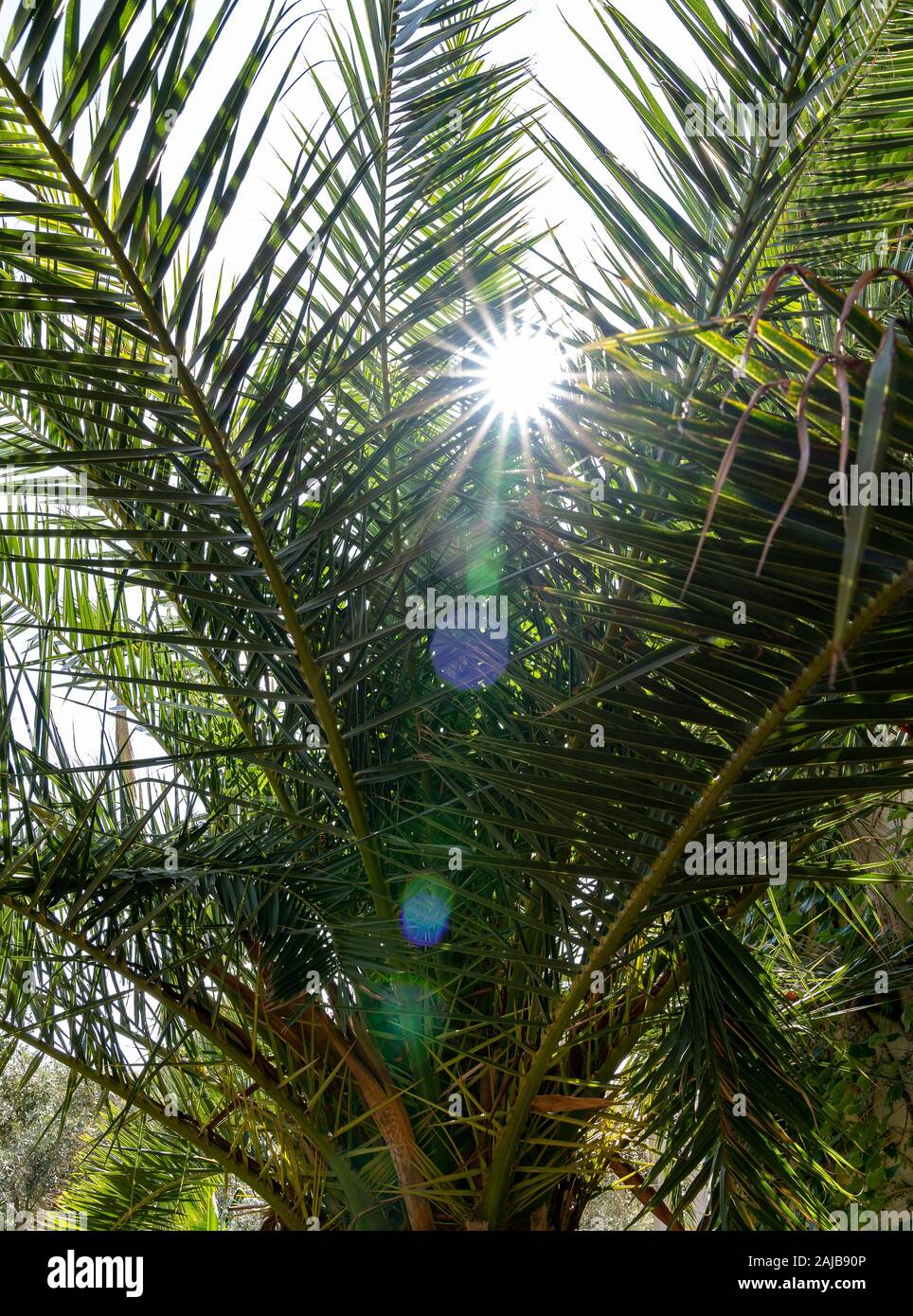 Palm Nahaufnahme im Sonnenaufgang Stockfoto