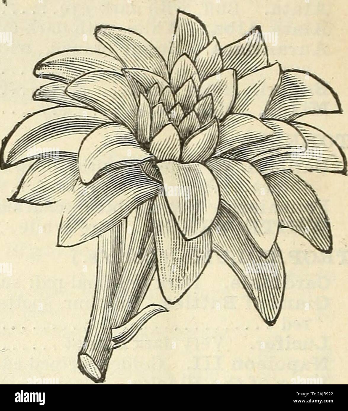 Barnard's Großhandel für Floristen' Liste der Samen Glühlampen Verbrauchsmaterialien, etc.: Frühling 1895. herrliche Mischung für Bettwäsche 1,25 12,00 gut gemischt 1.00 9.00 genannten Sorten. Pro Pro Perdoz. 100. lOOn. Snow White. Die feinsten Pure White $ 1.50 $ 11.00 Angele. Weiß. Auffällige und effek- tive 50 3.50 Brenchleyensis. Vermillion scarlet .20 1,00 9,00 Ceres. AYhite, getupft stieg um 25 1,25 10,00 Eug-ene Schreiber. Zarte Rose, bunte Carmine 50 2,50 Eglantine. Hohe Spitze, weiß gefärbten Rose 75 6.00 Isaac Buchanan. Gelb 40 3,00 28,00 John Bull. Weiße, leicht getönt. .35 2.25 La Candeur. Weiß, hell gestreift 0,75 5,50 N Stockfoto