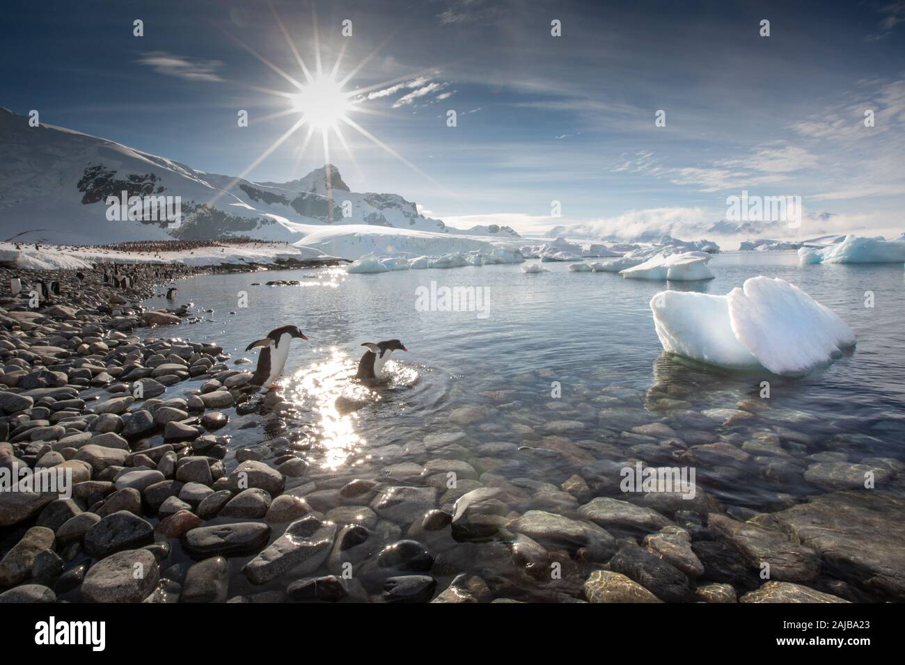 Gentoo auf Curverville Island, Antarktische Halbinsel, Antarktis Stockfoto