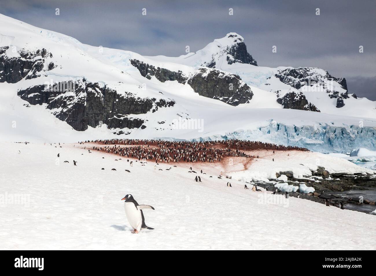 Gentoo auf Curverville Island, Antarktische Halbinsel, Antarktis Stockfoto